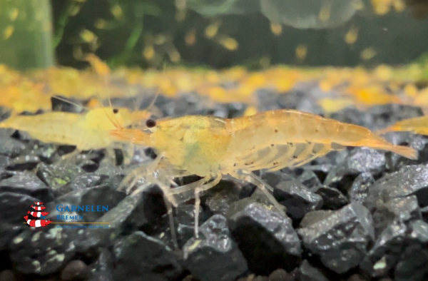 Goldene Tigergarnele / Tangarine / Orange Tiger